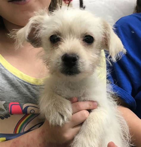 I have a male miniature schnauzer who is 8 months old, and such a sweet heart! He has his shots and also has his rabies and is microchipped. . Fresno craigslist pets